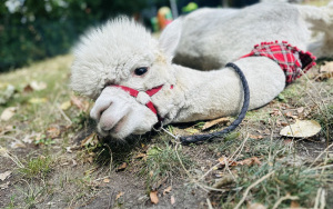 Relacja dnia 29 lipca - Akcja Lato w Mieście w filii 